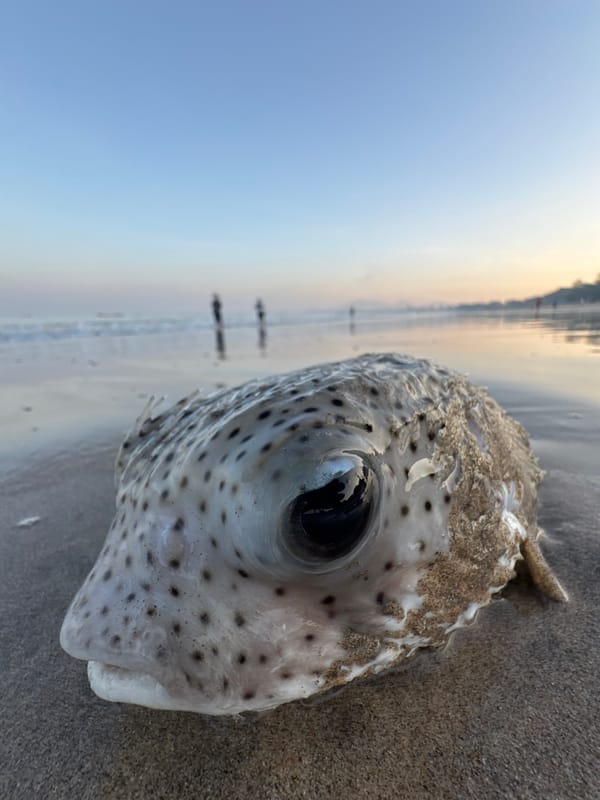 Dead pufferfish washes ashore at Kuta beach amid fishing activity
