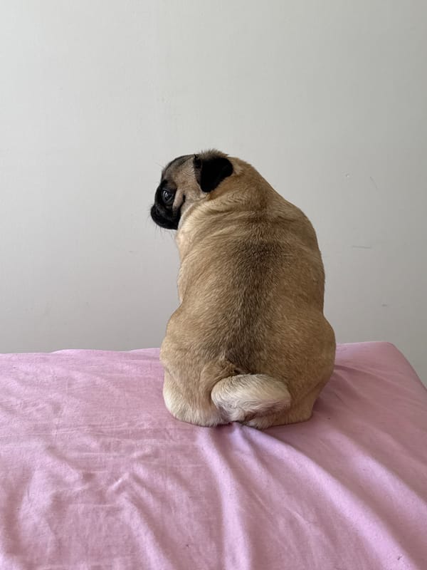 Pugs doing pug things on pink bedding