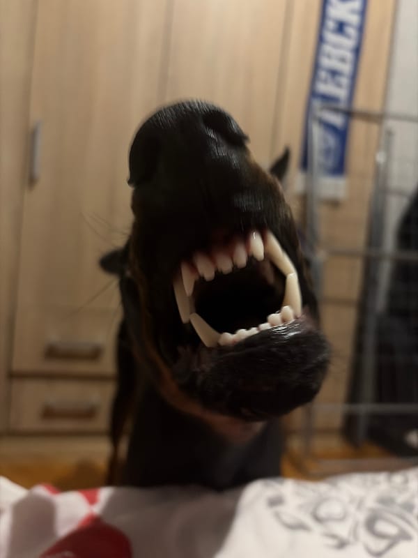 Sofia resident captures intimate dog moments over one hour