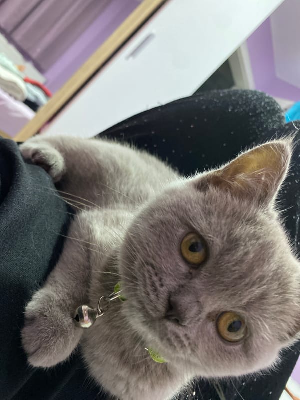 Grey British Shorthair kitten settles into a cozy Bulgarian bedroom