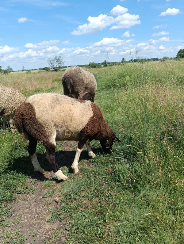 Sheep flock grazing in rolling countryside fields