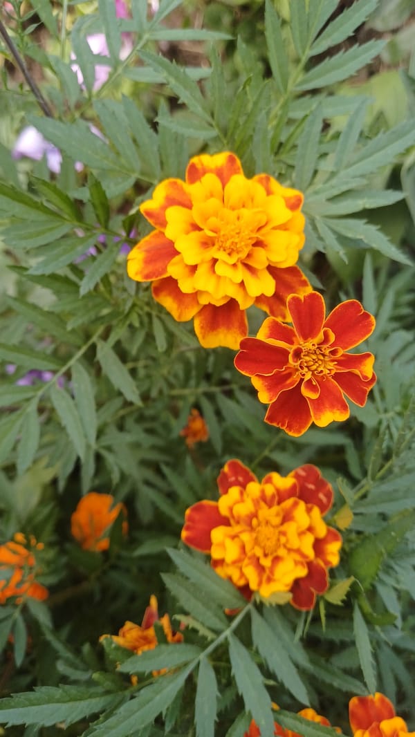 Summer afternoon in Izhevsk: flowers, streets, and cats