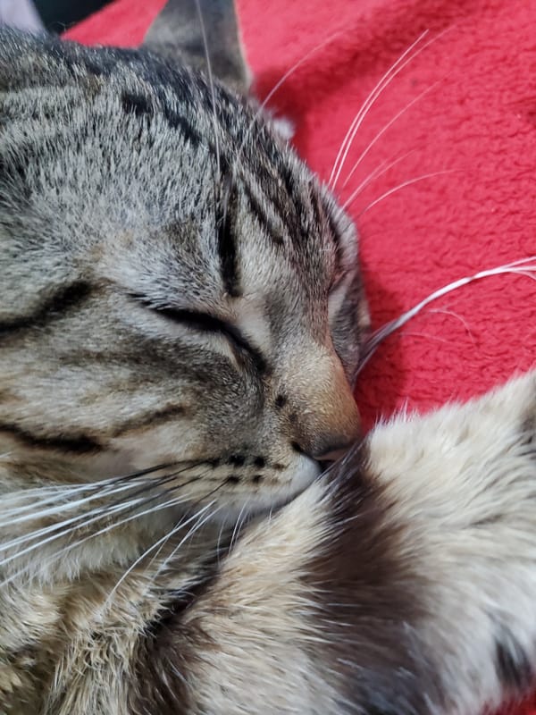 Tabby cat photographed sleeping on red surfaces in Curitiba