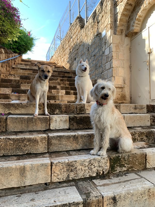 Street animals and coastal scenes documented in Tel Aviv's Jaffa