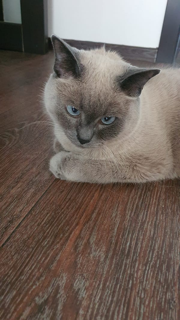 Siamese cat lounging on a wooden floor in Krasnoyarsk