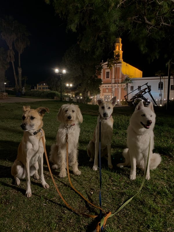 Four leashed dogs sit on Tel Aviv grass at night