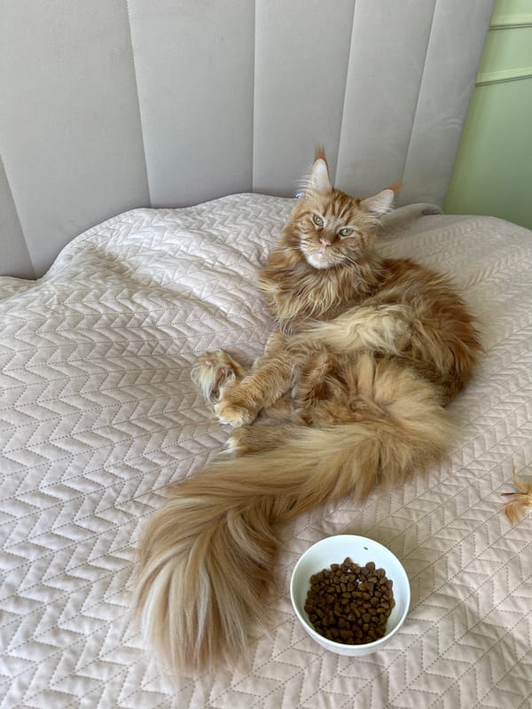 Casual morning in Chaikovsky — selfies, a cat, and street scenes