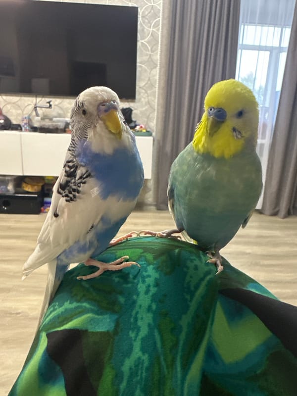 Two budgies resting together on a patterned blanket in Omsk