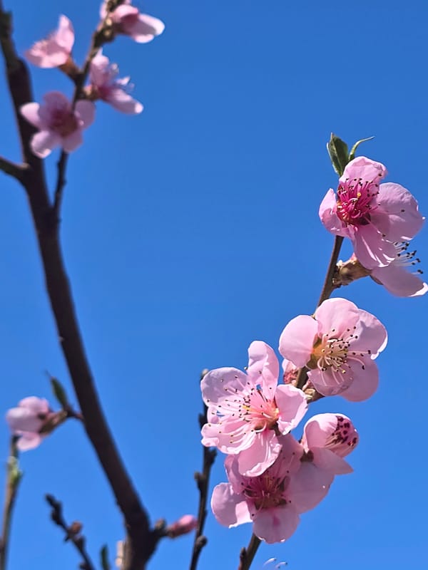 Spring blossoms bloom in Berkovitsa, Bulgaria on sunny April day