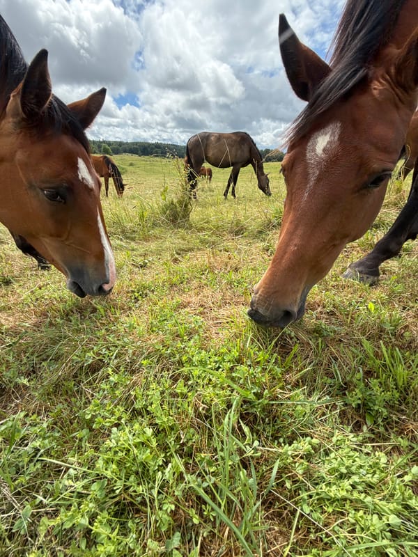 Horses graze in a Lithuanian field on a quiet morning
