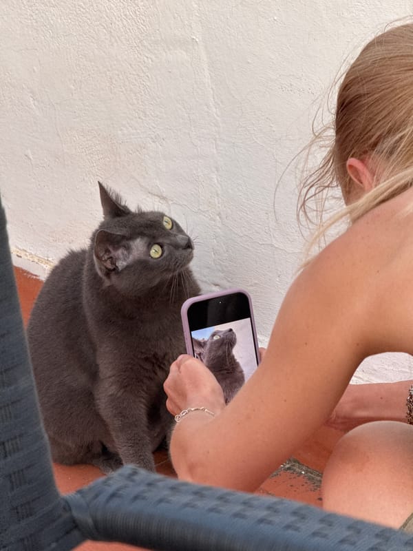 Rooftop animals and summer dusk in Torrevieja