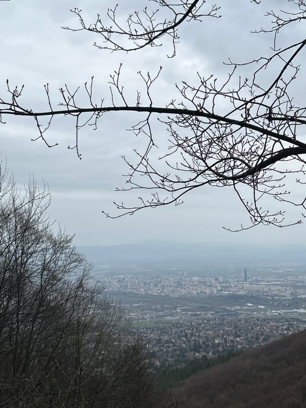 Witness documents city overlook, bare forest, salamander during spring afternoon