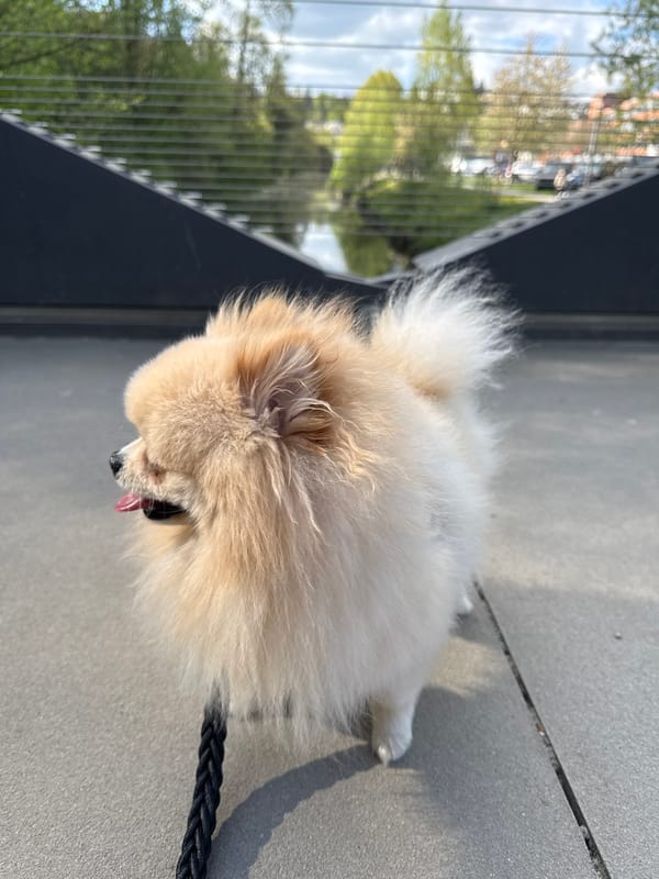 Afternoon stroll with dog and meal documented in Backnang