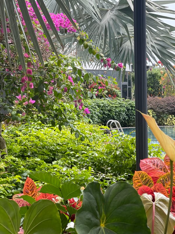 Morning documentation of Greenlife Village resort grounds in Phú Quốc