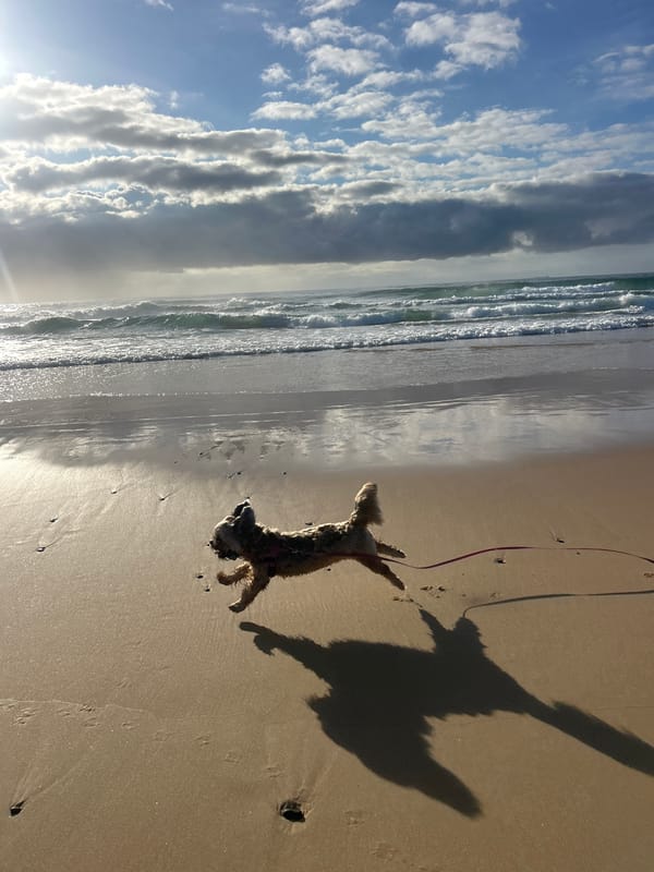 Woman walks dog during evening beach visit in Bulli