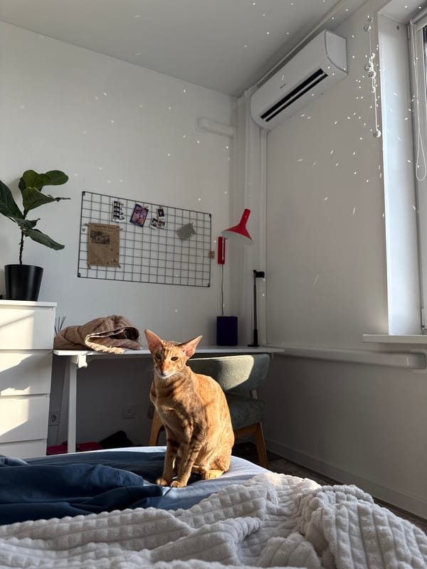 Domestic cats observed in Moscow home interiors