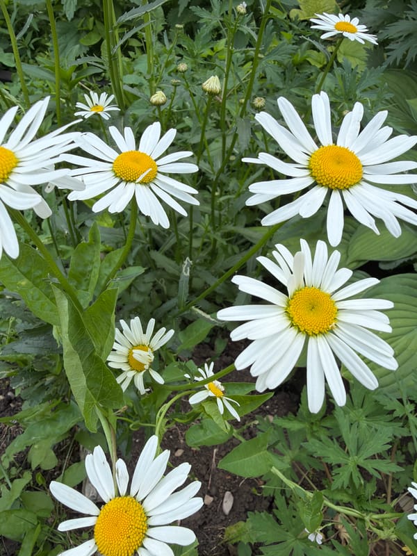 Morning garden tour capturing flowers, fruits, and growing produce