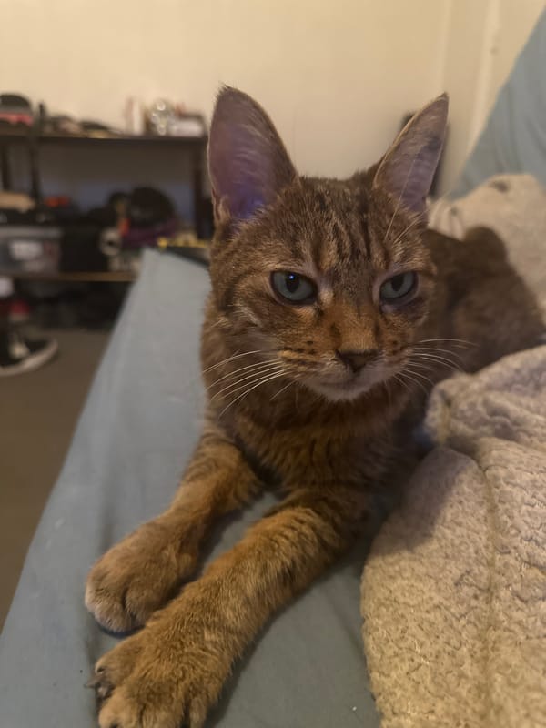 Tabby cat lounging on a blue couch, Paris evening