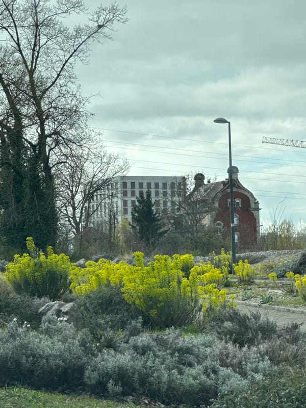 Afternoon urban scenes documented across Strasbourg districts