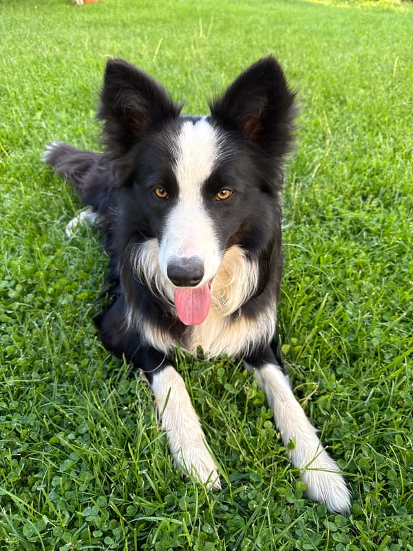 Border Collie and ginger cat spotted in Berkovitsa, Bulgaria