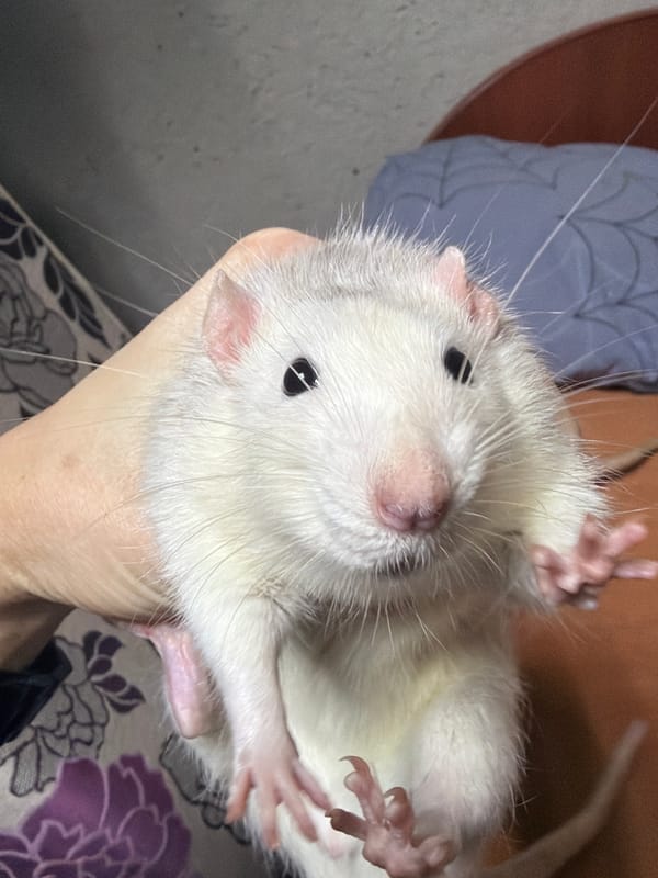 White rat photographed upside down in hand in Dubovaya