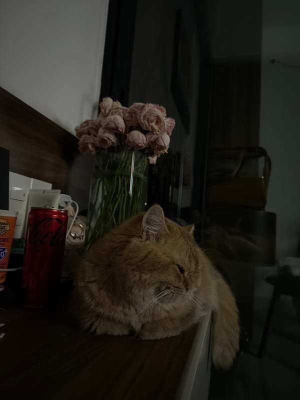 Fluffy orange cat chills around a Đà Nẵng apartment at night