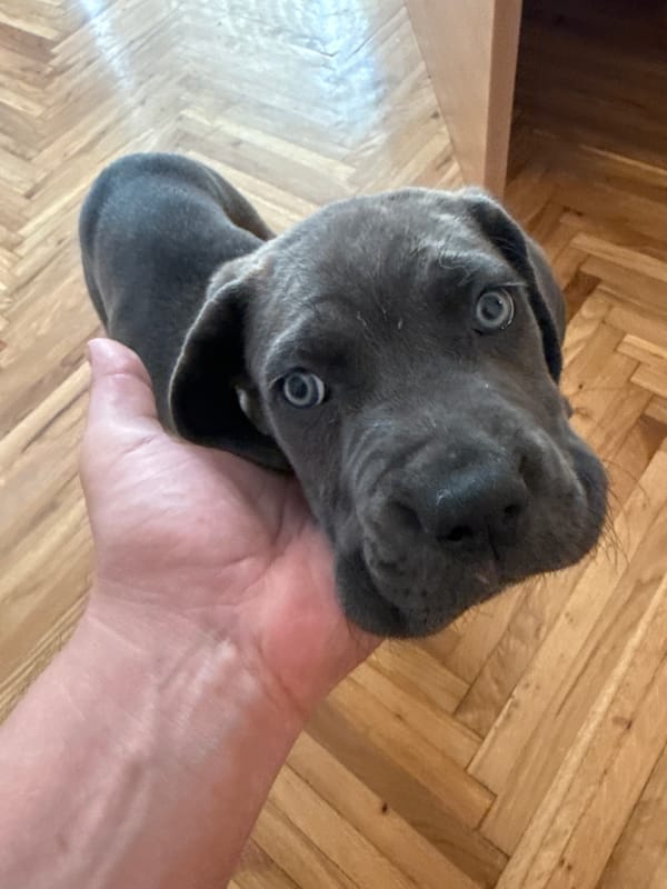 Blue-eyed Great Dane puppy at home in Serbia