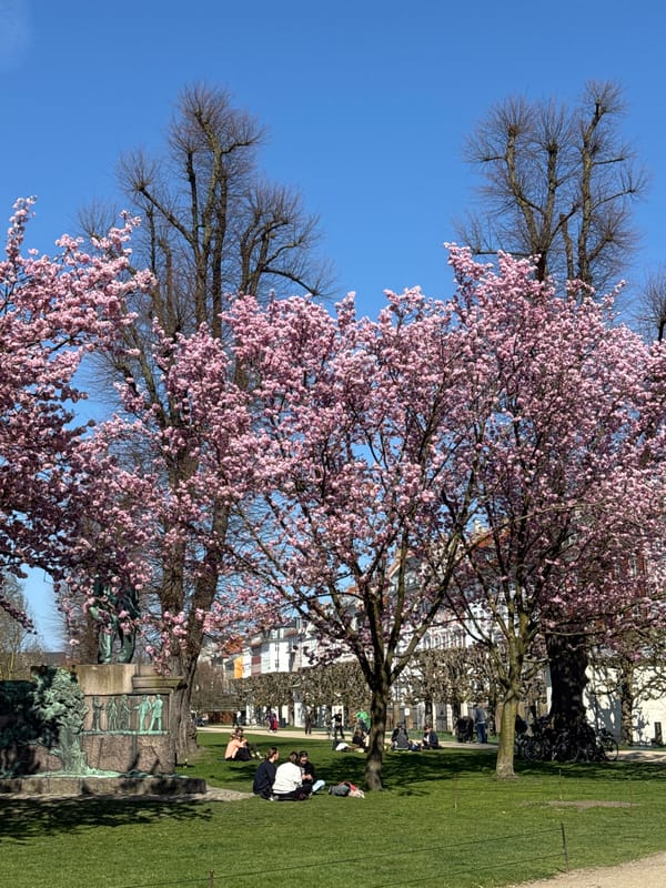 Cherry blossoms peak in Copenhagen park on sunny spring day