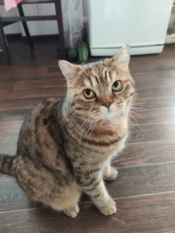 Tabby cat relaxing on wooden floors in a Russian apartment