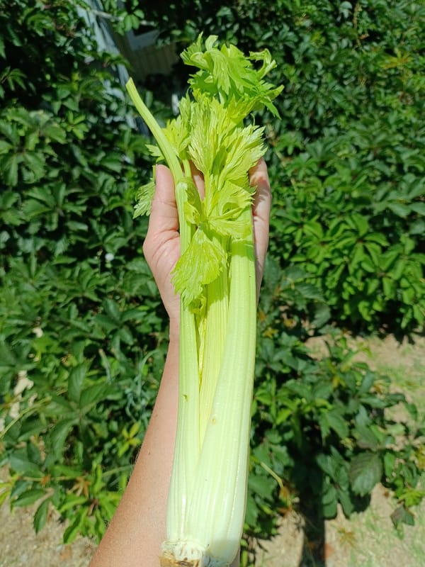 Fresh celery stalks held up against lush garden greenery