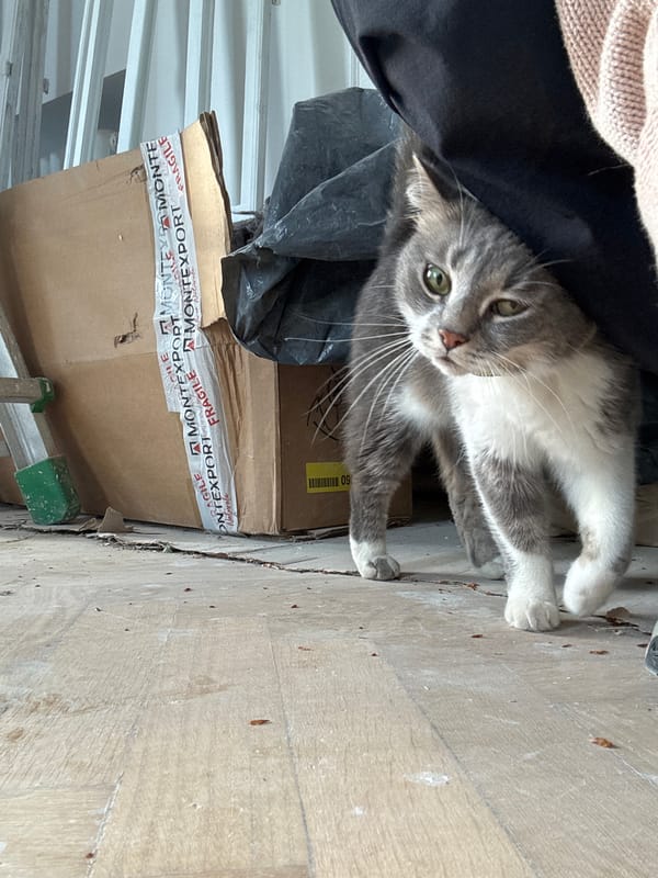 Cat rests beside moving boxes in Erba home