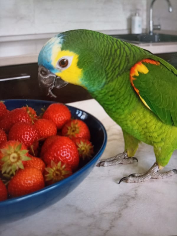 Parrot, cat, street music, and quiet morning vibes in Chekhov