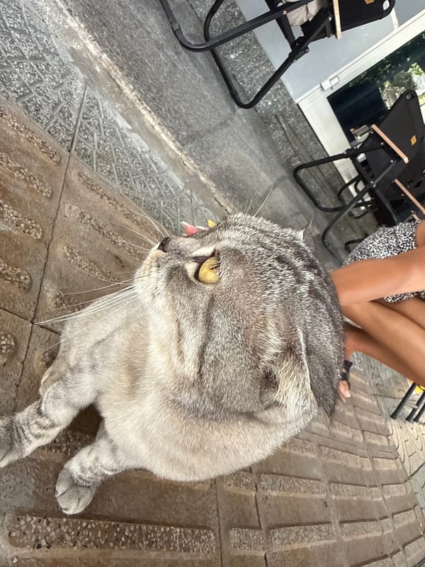 Street cat documented in various activities around Đà Nẵng sidewalks