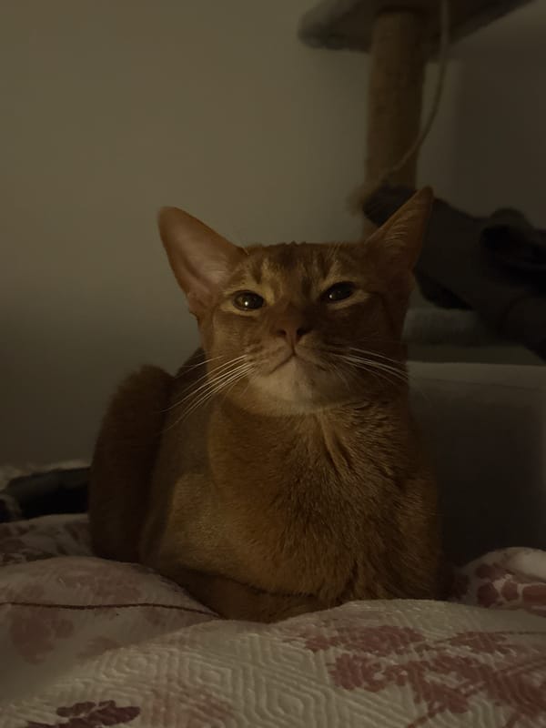Abyssinian cat rests on blanket in Kazan home