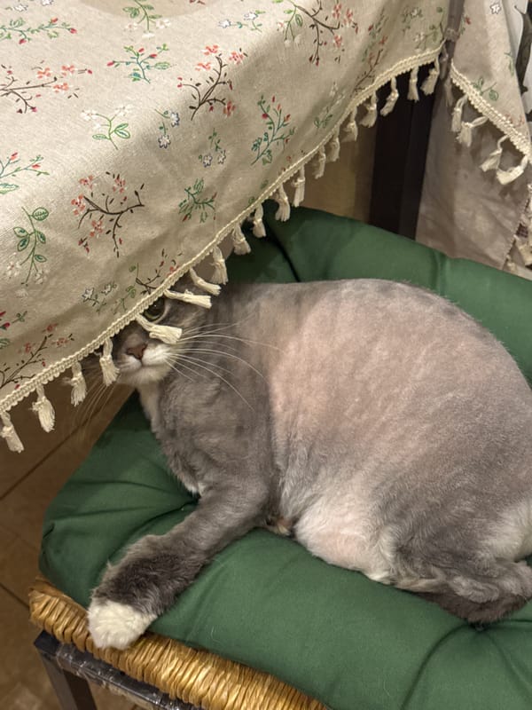Gray cat with white paws rests on green cushion in Moscow