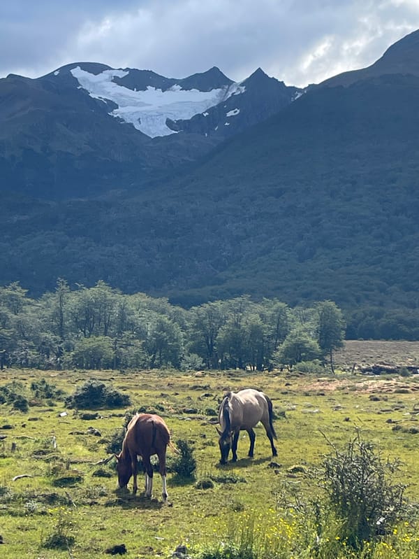 Hiking group with dogs explores Ushuaia mountain trails