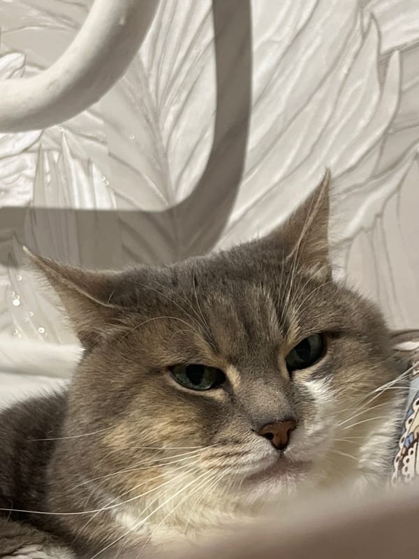 Tabby cat rests on bedding in Neftekamsk home