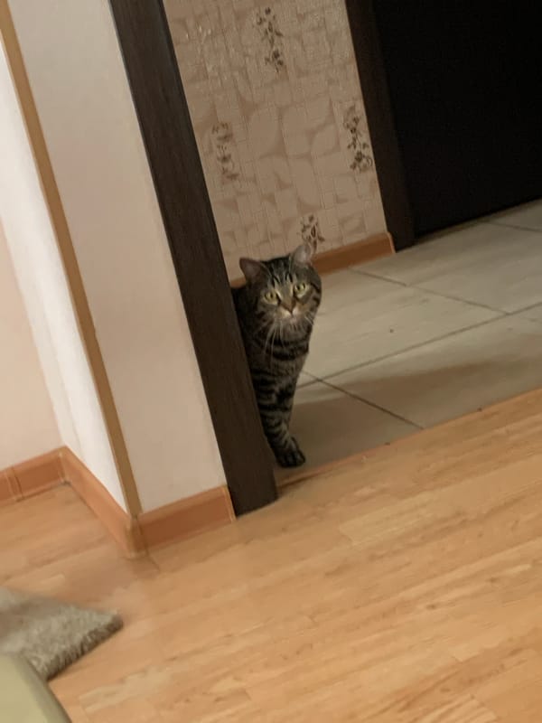Morning routine with tabby cat documented in Stavropol home