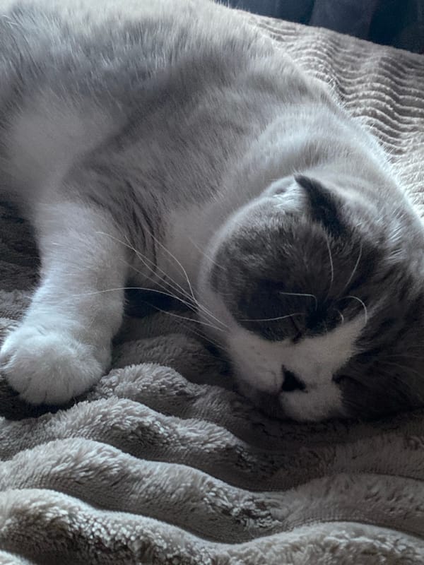Grey and white cat sleeping, photographed from every angle