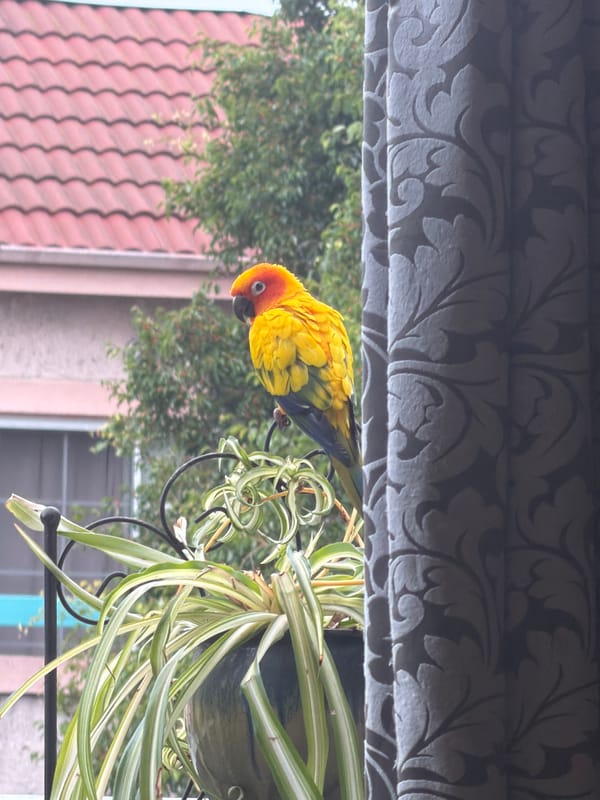 Lazy afternoon at home with a dog, parrot, and laptop
