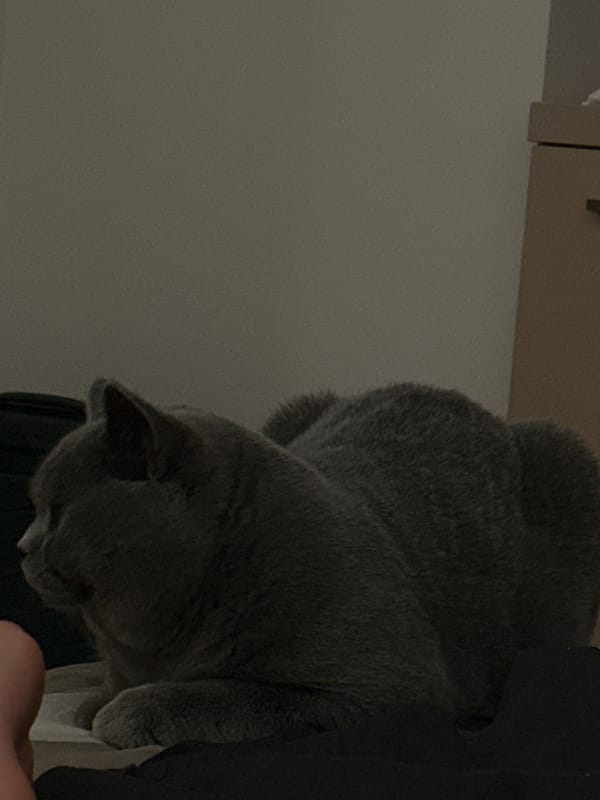 Grey British Shorthair explores a dimly lit room