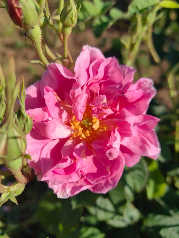 Pink roses bloom in gardens and fields in Rozino, Bulgaria