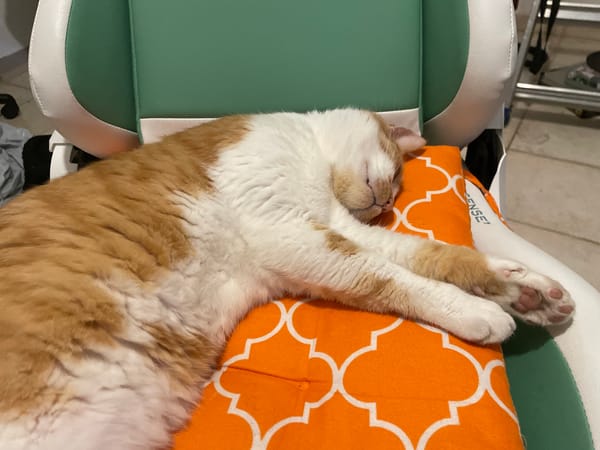 Ginger cat holds court on a gaming chair in Neoi Epivates