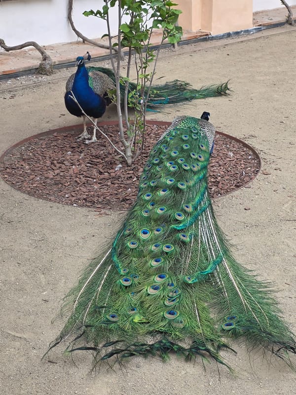 Peacocks and Prague church captured in afternoon memories