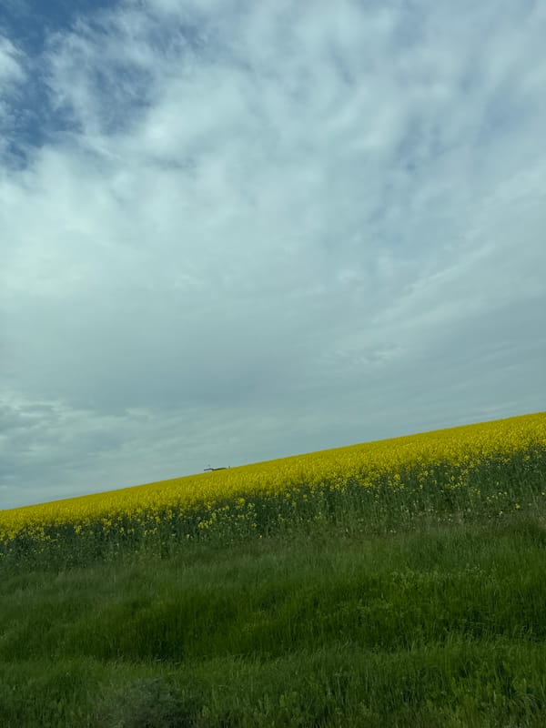 Dog spotted in flower-dotted field near Kichevo, Bulgaria