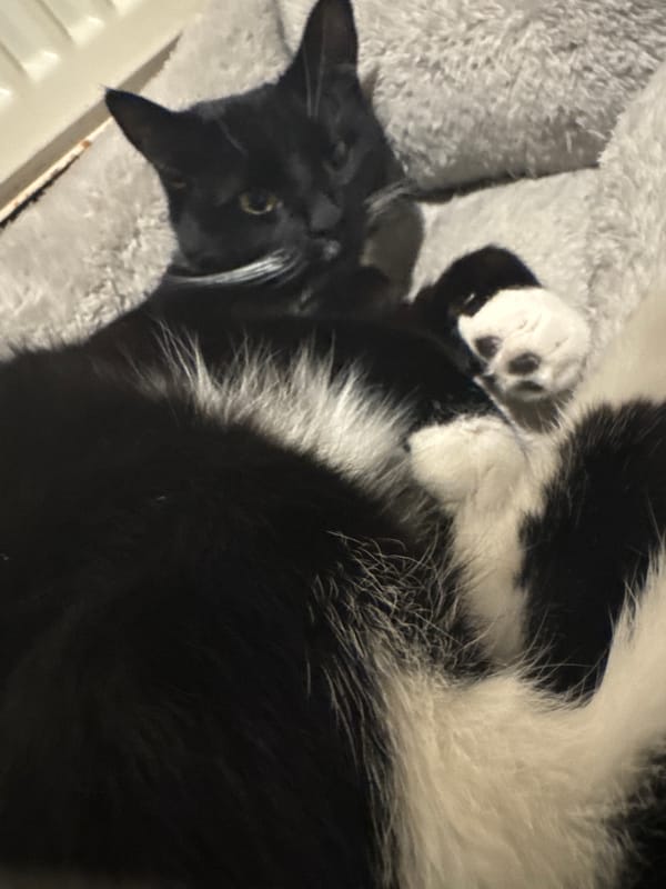 Cats lounging and feeding captured in Desborough home