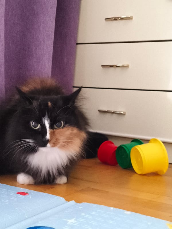 Quiet family moments with pets captured in Chaikovsky home
