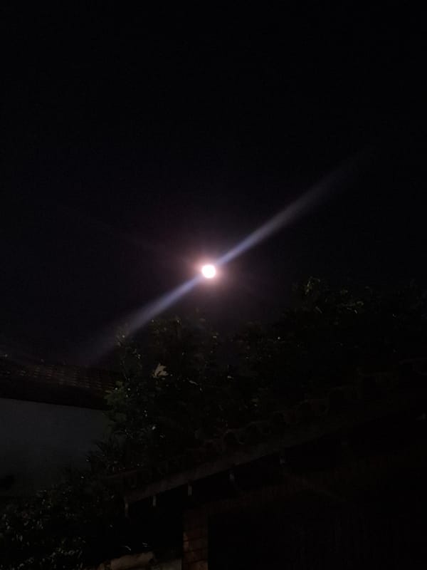 Evening pet care moments captured across Argentine suburbs