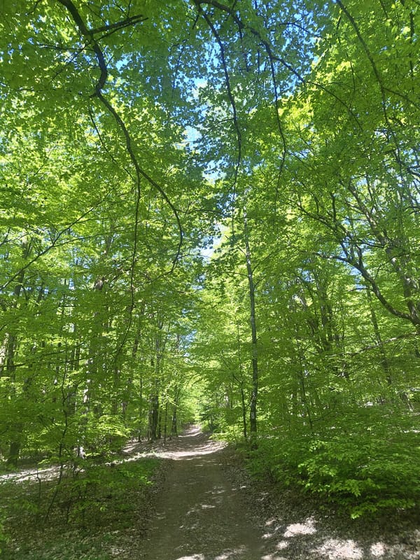 Sunlit forest path observed in Losheim am See, Germany