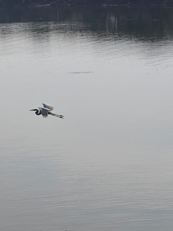 Birds and fisherman share quiet morning waters in Lhokseumawe